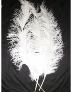 Spadonis Veren Wit (Piet Veren) ± 50cm